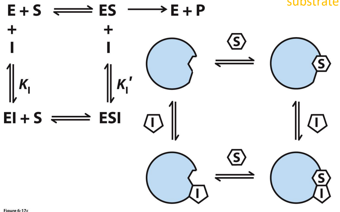 <ul><li><p>Inhibitor binds to separate site on <em>either </em>the enzyme or enzyme-substrate complex</p></li></ul><p></p>