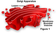 <p>directs processing, sorting, and secretion of cellular molecules</p>