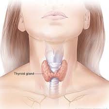 <p>Located in the neck and responsible for making hormones.</p>