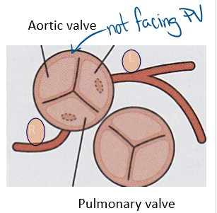 <p>Aortic valve is anterior and rightward of the PV because the Ao comes off the RV.</p>