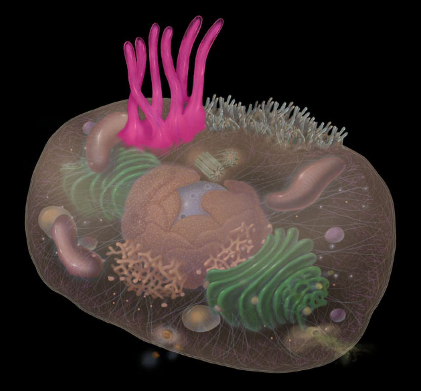 <p>highlighted in pink</p>