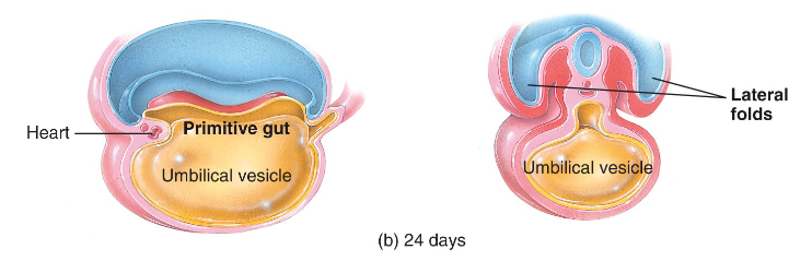 <p>yolk sac</p><p>primitive gut</p>