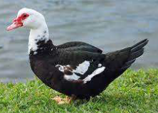 <p>welk type eend is dit</p>