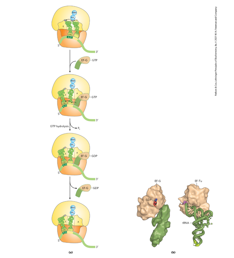 <p>Energy accounting </p><ul><li><p><strong>One high-energy phosphoanhydride bond from GTP is hydrolyzed by EF-G</strong>.</p></li><li><p>This <strong>GTP hydrolysis provides the energy for ribosome movement along the mRNA and tRNA repositioning</strong>.</p></li></ul><p></p>
