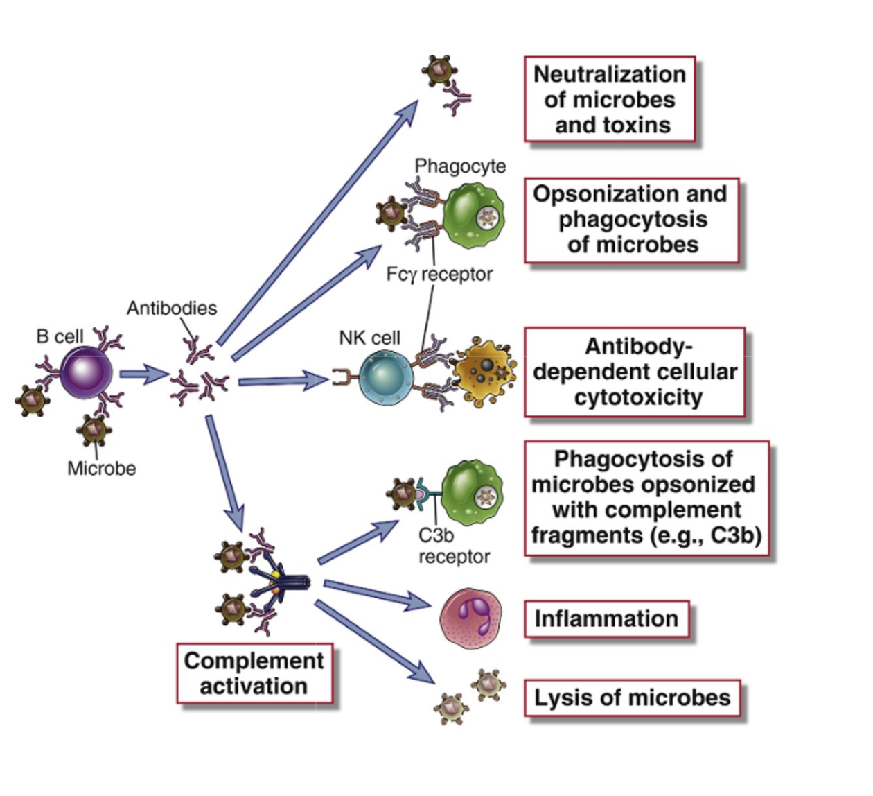 <p><span>The four major effector functions are:</span></p><ol><li><p><span style="color: rgb(242, 202, 253);"><strong>Neutralization</strong></span><span> - The antibody acts as a physical barrier, binding to pathogens or toxins and preventing them from binding to cell receptors</span></p></li></ol><p></p><ol start="2"><li><p><span style="color: rgb(253, 195, 195);"><strong>Opsonization</strong></span><span style="color: rgb(253, 195, 195);"> </span><span>- Antibodies bind to the surface of pathogens and flag them for phagocytosis by macrophages and other phagocytic cells'</span></p></li></ol><p></p><ol start="3"><li><p><span style="color: rgb(155, 212, 253);"><strong>ADCC (Antibody-Dependent Cellular Cytotoxicity)</strong></span><span> - Antibodies bind to infected cells or parasites and trigger NK cells or mast cells to release cytotoxic granules that kill the target</span></p></li></ol><p></p><ol start="4"><li><p><span style="color: rgb(255, 186, 224);"><strong>Complement Activation</strong></span><span> - Antibodies activate the complement cascade, leading to opsonization, inflammation, and formation of the membrane attack complex</span></p></li></ol><p></p>