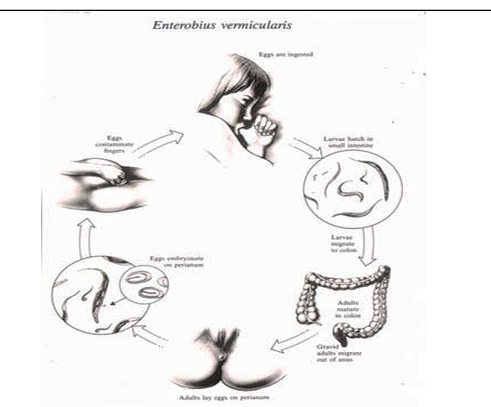 knowt flashcard image