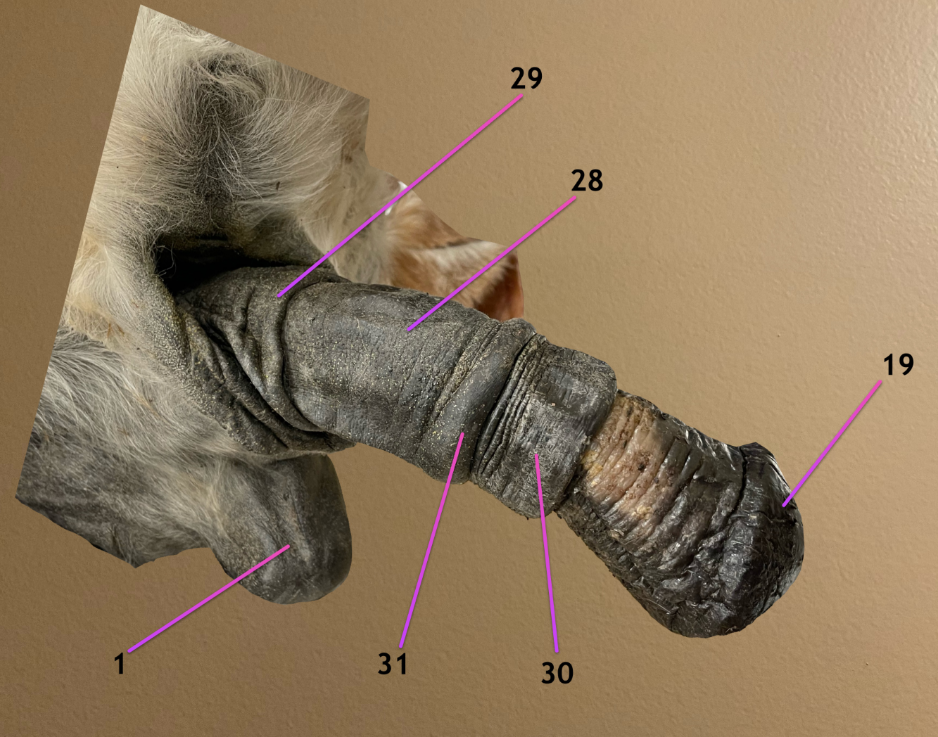 <p>view of penis partially extended</p><p>.</p><p>label 1, 28-31</p>