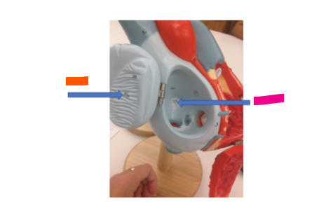 <p>What is the orange arrow?</p>