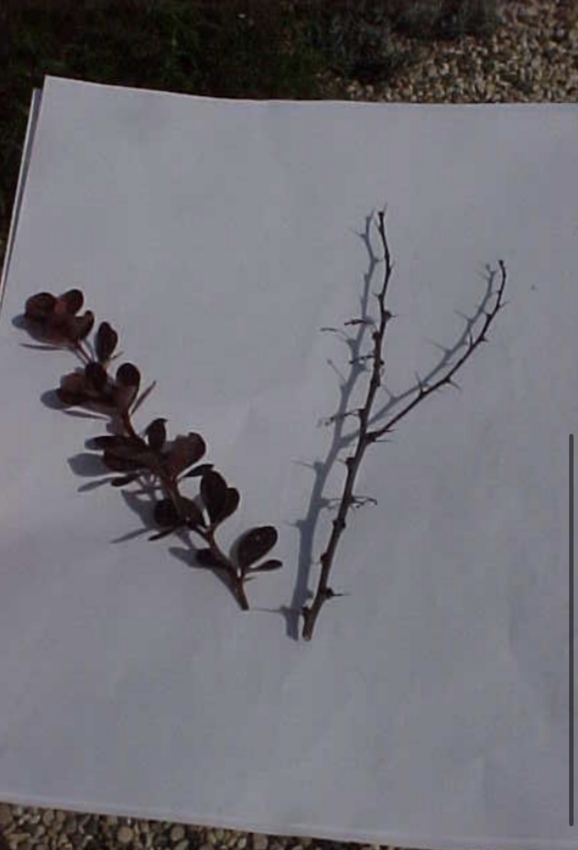 <p>What is this branch?</p>