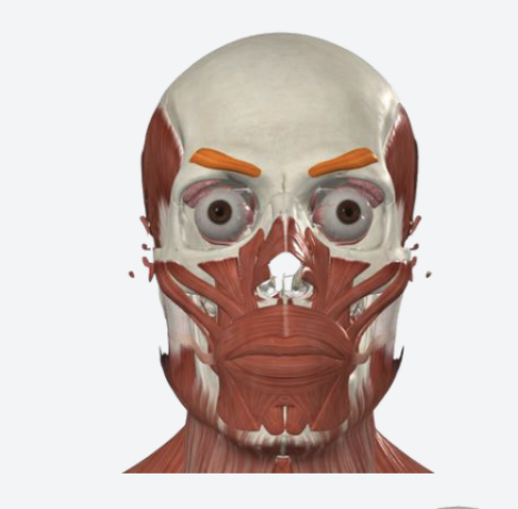 <ul><li><p>draws the eyebrows downward and medially </p></li><li><p>makes angry eyebows and wrinkles the forehead vertically </p></li></ul><p></p>