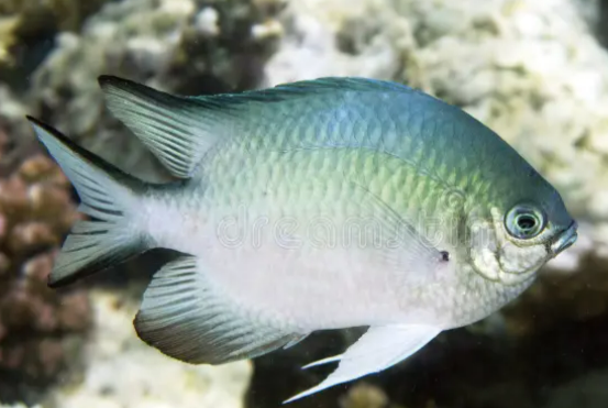 <p>Small colourful fish, abundant, terminal mouths, continuous dorsal fin</p>