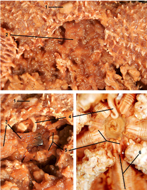 <p>class</p><p>label</p>