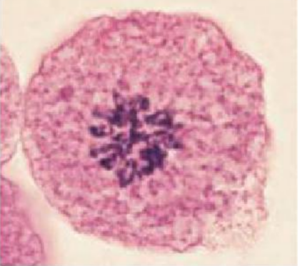 <p>the nuclear envelope breaks up, allowing the spindle to interact with the chromosomes; some of the growing spindle microtubules attach to kinetochores, special protein structures at each chromosome’s centromere. Such microtubules are called kinetochore microtubules. ; The remaining spindle microtubules (not attached to chromosomes) are called nonkinetochore microtubules. The microtubules slide past each other, forcing the poles apart.; the kinetochore microtubules pull on each chromosome from both poles in a tug-of-war that ultimately draws the chromosome to the center, or equator, of the cell</p>
