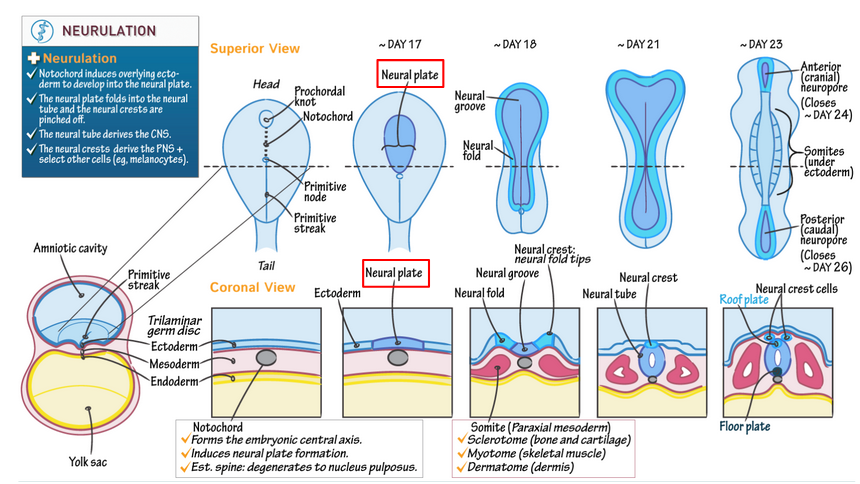 <p>neurulation</p>
