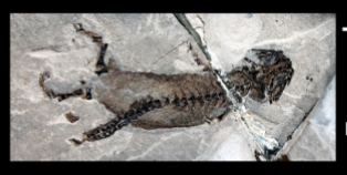 <ul><li><p>lower permian </p></li><li><p>small sized</p></li></ul><p></p>