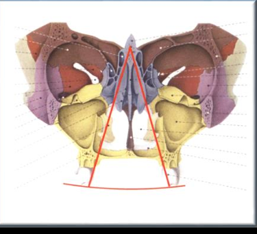<p>-arcs of curves of wilson and spee related to an arc centered at the crista gali</p><p>-sphere that is defined by this arc includes the trajectory of the TMJ ligament</p><p>-ligament helps form the axis of swing of the condyle and mandible</p>