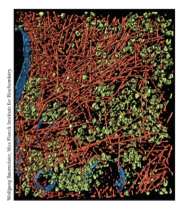 <p>There is a huge number of molecules inside the biological system. Inside a cell, the spaces between molecules may be only a few angstrom wide, <strong>enough room for only two water molecules to fit</strong>!! (aka crowded). </p><p>This <strong>THIN coating of water may be enough to keep molecules</strong> from coming into van der Waals contact (two types: dipole-dipole and the non-polar: LDFs), thereby helping maintain the cell’s contents in a CROWDED but fluid state. </p>
