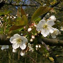 <p>Prunus avium</p>