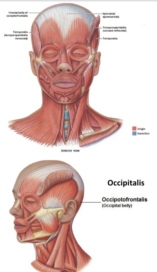 <p>moves auricle of ear</p><p>*more superficial than temporalis</p>