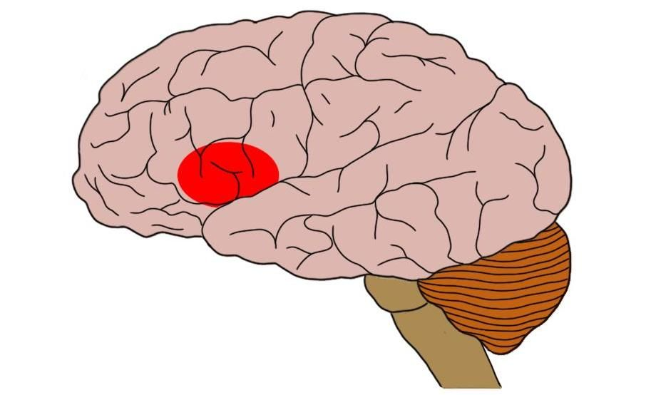 <p>What is this part of the brain called?</p>