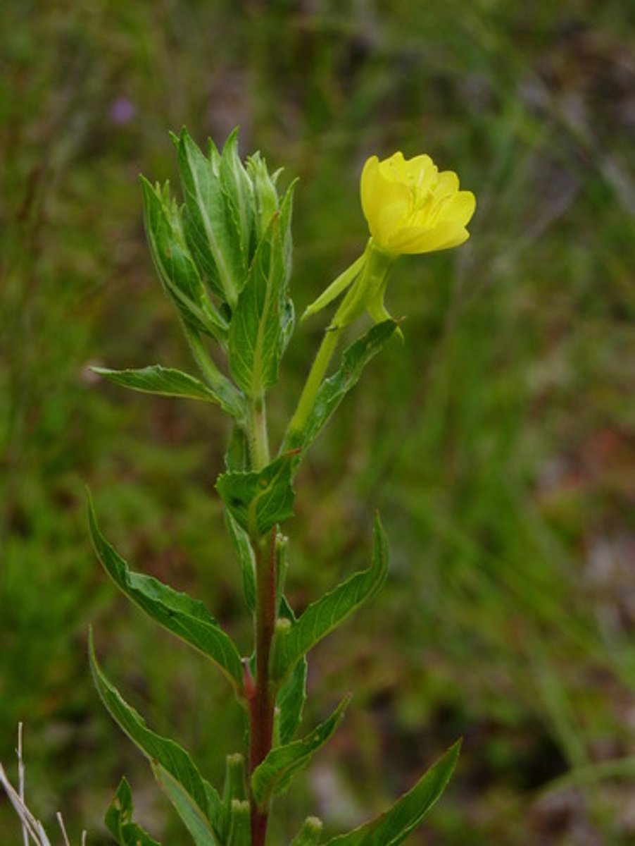 <p>Oenothera biennis</p>