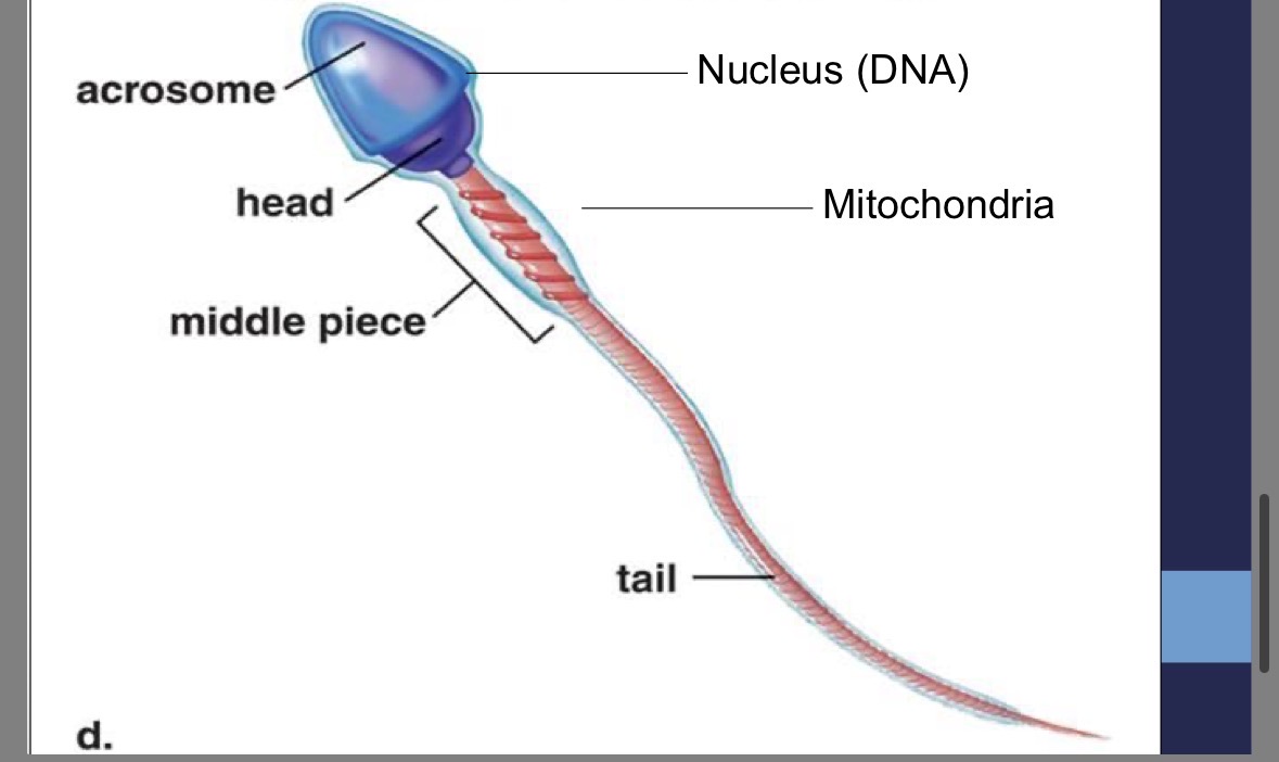 <p>contains <strong>mitochondria</strong> to provide the <strong>energy</strong> for <strong>whipping motion</strong></p>