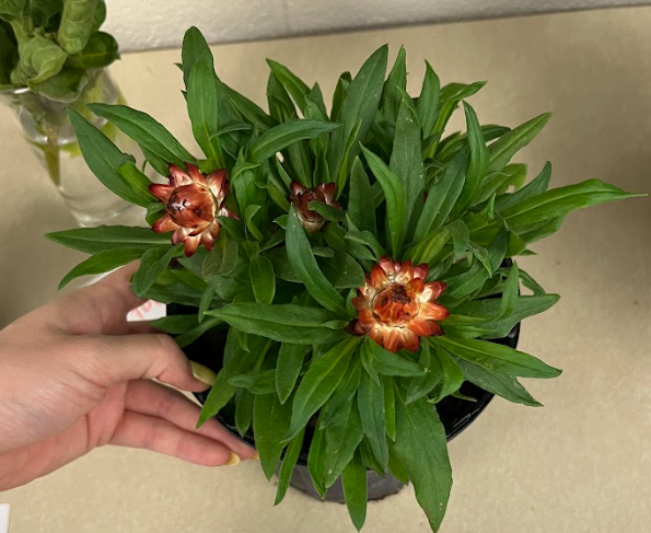 <ul><li><p>obovate foliage</p></li><li><p>flower is closed</p><ul><li><p>various colors</p></li></ul></li><li><p>does not like the cold or heat</p></li></ul><p></p>