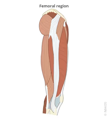 <p>Thigh</p>