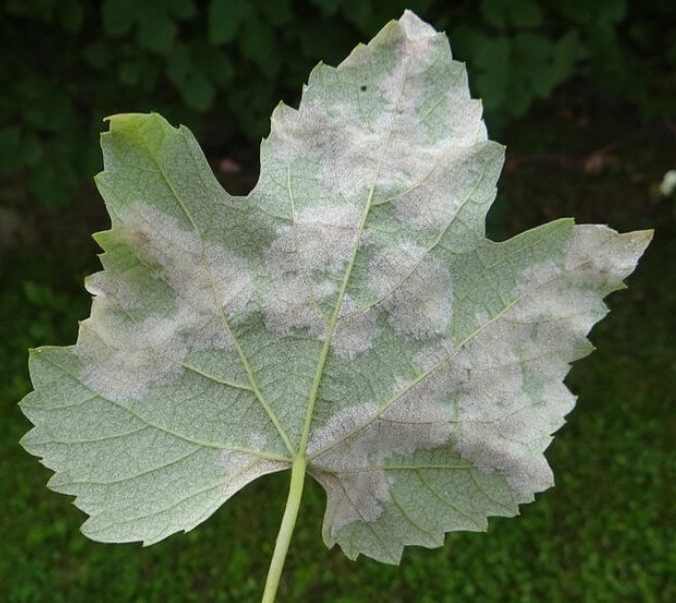 <p>Plasmopara viticola - peronospora vinske trte (rod Plasmopara</p>