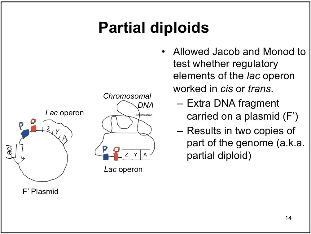 <p>Adding gene to the bacteria via plasmids; one chromosomal DNA and one bacterial DNA</p>