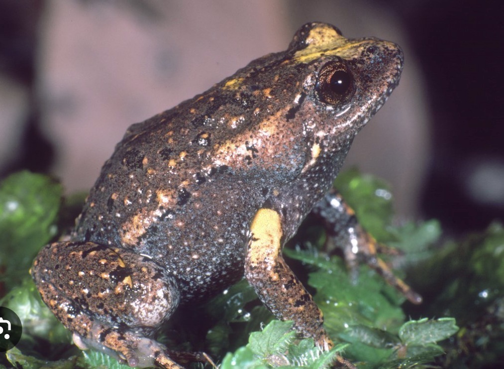 <ul><li><p>Australian Toadlets, Turtle Frogs </p></li><li><p>92 species in 15 genera in Australia, Tasmania, and New Guinea </p></li><li><p>Extinct Australian gastric-brooding frogs :( </p></li><li><p>R. silus was the focus of a study of cloning </p></li></ul><p></p>