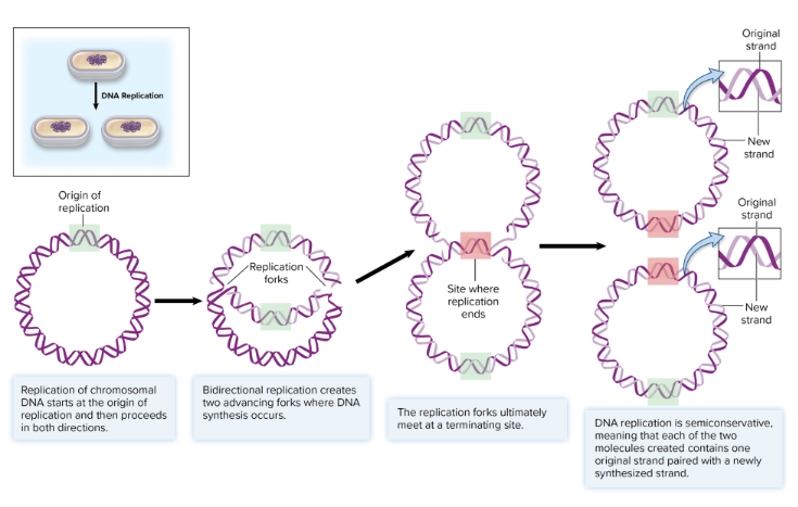 <p><mark data-color="#f4eeee" style="background-color: rgb(244, 238, 238); color: inherit;">1/2 tasks cells must accomplish to multiply</mark></p><p>The duplication of genome</p><ul><li><p><strong><mark data-color="purple" style="background-color: purple; color: inherit;">origin of replication</mark></strong>: distinct region of DNA molecule where replication is initiated</p></li><li><p><mark data-color="blue" style="background-color: blue; color: inherit;">melting of double-stranded DNA</mark> = breaking of DNA complex apart so that strands can be used as a template for synthesis</p><ul><li><p>creates “replication bubble”</p></li><li><p>creates <strong><mark data-color="purple" style="background-color: purple; color: inherit;">replication forks</mark></strong>: site where double helix is unwound to expose single strands that can act as templates; where synthesis is advancing towards </p><ul><li><p><mark data-color="yellow" style="background-color: yellow; color: inherit;">“advancing forks”</mark></p></li></ul></li></ul></li></ul><p></p><p>[__] is <strong><mark data-color="purple" style="background-color: purple; color: inherit;">bidirectional</mark></strong>: goes in both directions</p><ul><li><p>goes till <mark data-color="blue" style="background-color: blue; color: inherit;">termination site</mark> » DNA molecules go apart and go into new daughter cells</p></li></ul><p></p>