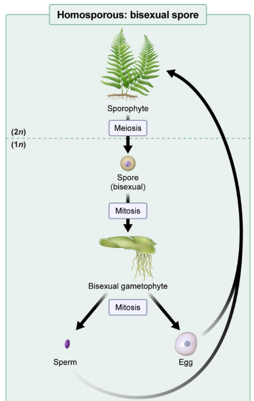 <p><strong>Homosporous plants</strong>: </p><ul><li><p>Produce only <strong>one type of spore</strong></p></li><li><p>Spores will eventually develop into a <strong>bisexual gametophyte</strong></p></li><li><p>Bisexual gametophytes are capable of producing <strong>both sperm and egg</strong></p></li></ul><p></p>