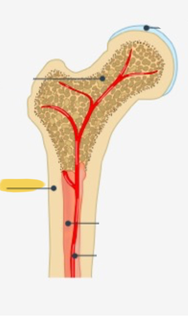 <p>A dense, hard, outer layer of bone tissue made of organized structural units called osteons</p>