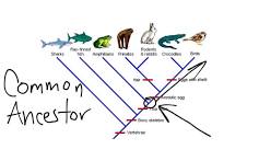 <p>- Often called “tree diagrams,” these are graphic representations showing lines of evolutionary history that can be tested according to the presence/absence of traits among different species.</p><p>- Relatedness on a cladogram is determined by tracing the branches of different species back to their most recent common ancestor. Organisms that share a more recent common ancestor (represented by nodes) are more closely related than those that only share a less recent common ancestor.</p>