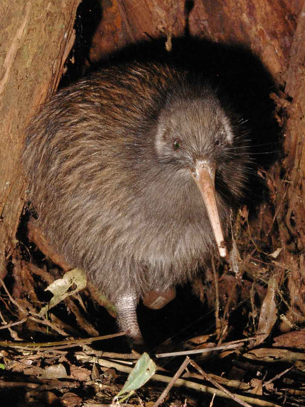 <p>Kiwi</p>