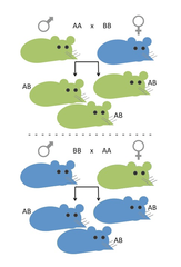 <p>bộ gen /ˈdʒiː.nəʊm</p>