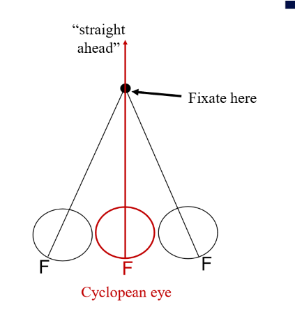 <p><span><strong>The cyclopean eye</strong></span> is a hypothetical single eye located midway between the two eyes that represents how the brain combines visual direction signals from both eyes into one unified binocular sense of visual <span><strong>direction</strong></span>.</p>