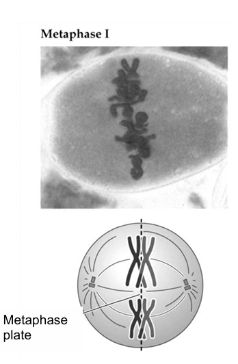 <ol><li><p>spindle fibres attach to the kinetochore at the centromere of the chromosome</p></li><li><p>the homologous chromosomes arrange in two rows at the metaphase plate / equator of the cell</p></li><li><p>the arrangement of each pair of homologous chromosomes is completely independent of the arrangement of other pairs</p></li></ol><p></p>