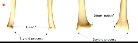 <ul><li><p>bony projections</p></li></ul><p></p>