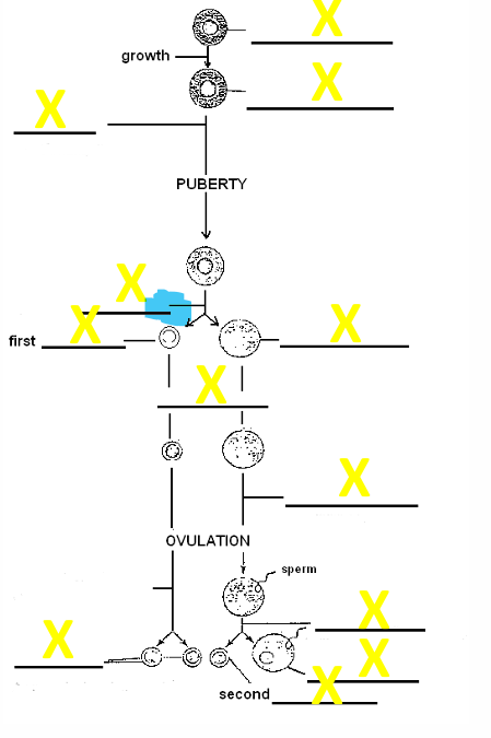<p>Name the stage of development </p>