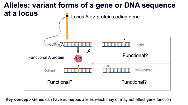 <p>variant forms of a gene or DNA sequence at a locus</p><ul><li><p>not just binary - can be many variants at a locus (not just 2 types at each can be much more)</p></li></ul><p></p>