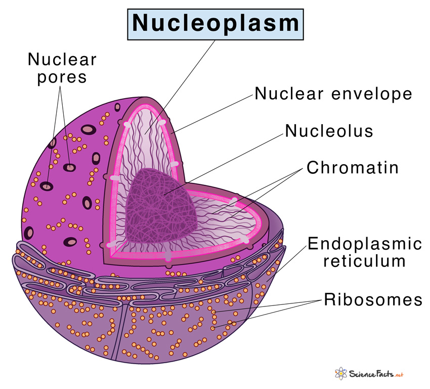<p>Holds the Genetic Information, it has instructions for making proteins.</p>