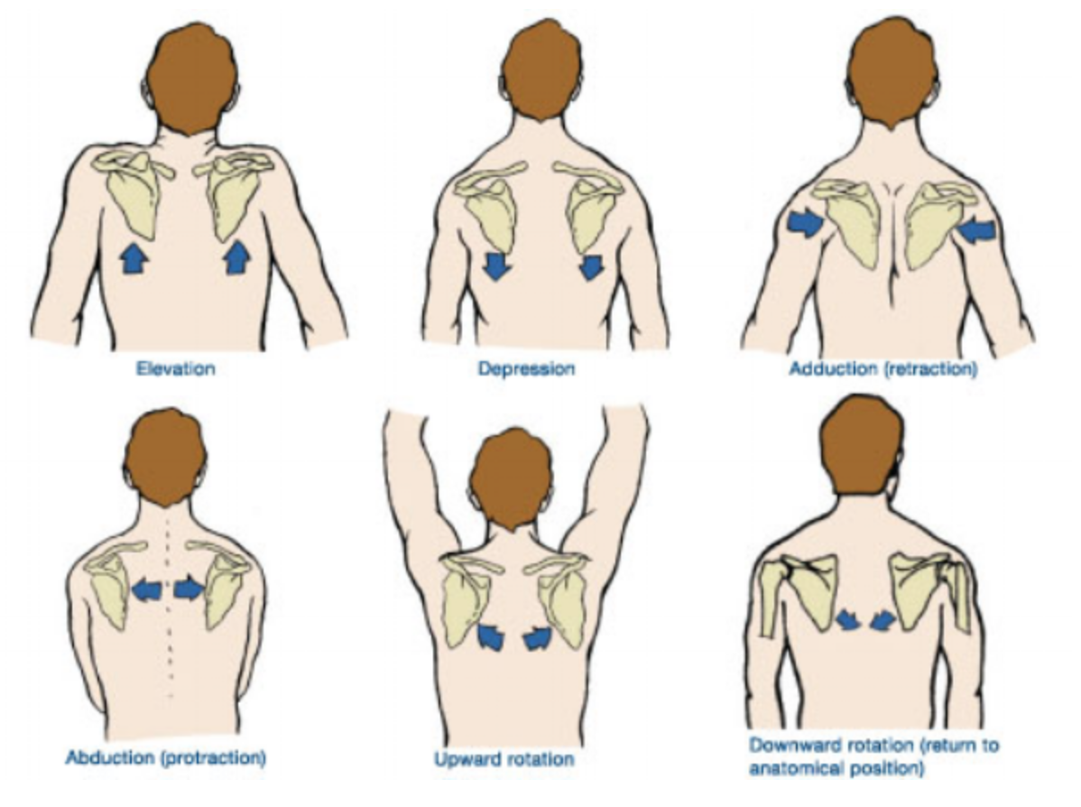 <p>generally happends when elevating the shoulder - acromion travels upward</p>