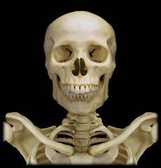 <p>Portion of the ethmoid bone forming the upper nasal septum</p>