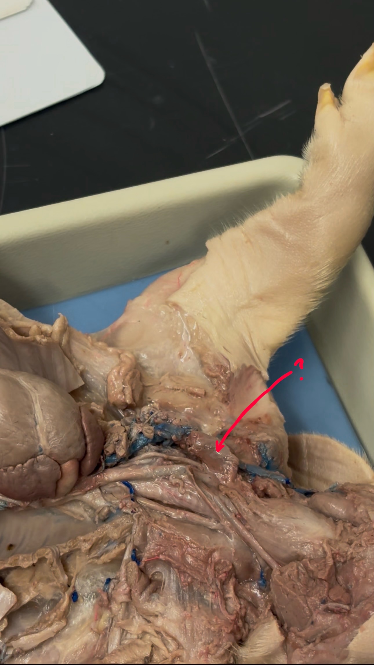 <p>What is the red line pointing to? </p>