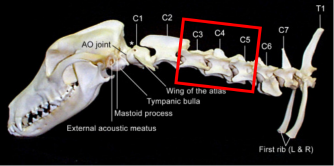 <p>Q: For the cervical vertebrae C3, C4, and C5, the …… are large on the 3rd cervical vertebra but gradually become shorter and narrower on the remaining vertebrae. </p><p>A. pedicles </p><p>B. laminae </p><p>C. spinous processes </p><p>D. transverse processes</p>