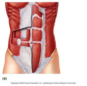 <p>Origins of transversus abdominis</p>