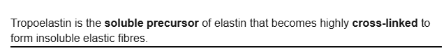 <p>soluble precursor of elastin</p>