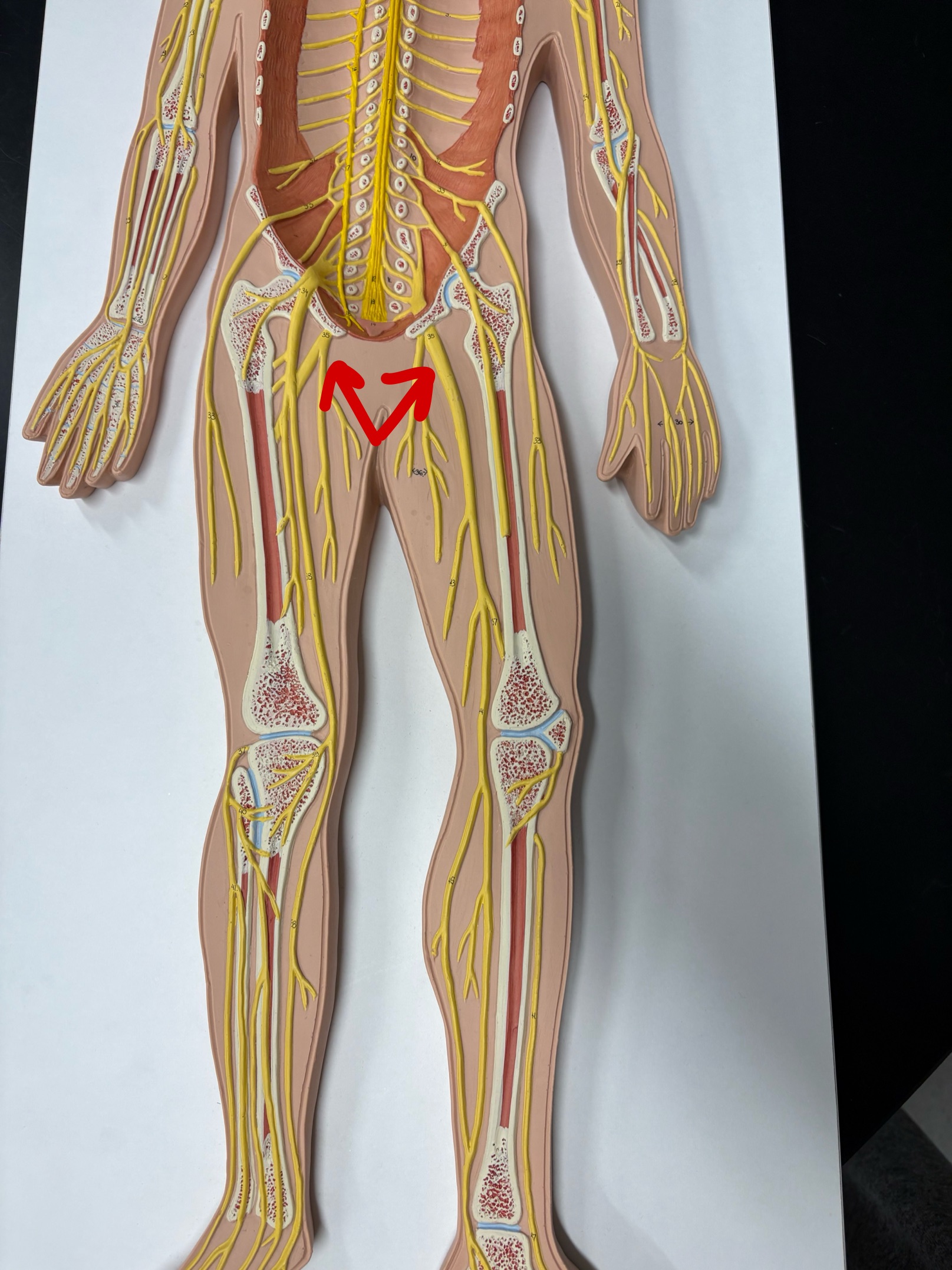 <p>Name the nerve</p>